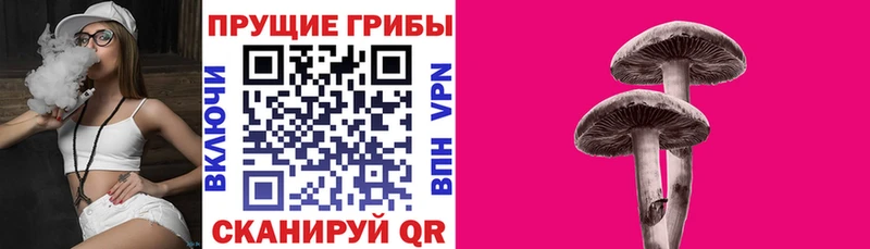 Галлюциногенные грибы Psilocybe  Купить  Гаджиево 